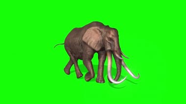 Fil Yeşil Ekranda Çalışıyor