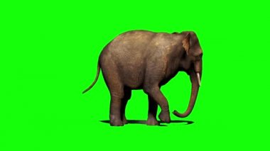 Yeşil Ekranda Yürüyen Fil