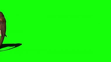 Yeşil Ekranda Yürüyen Fil