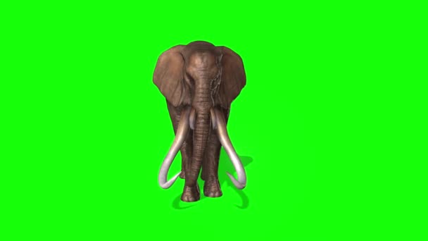 Elephant Groen Scherm — Stockvideo