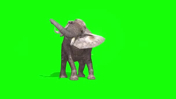 Elefantsprutvatten Grön Skärm — Stockvideo