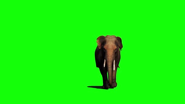 Elephant Walking Groen Scherm — Stockvideo