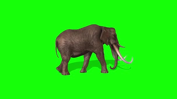 Elefantpromenader Grön Skärm — Stockvideo