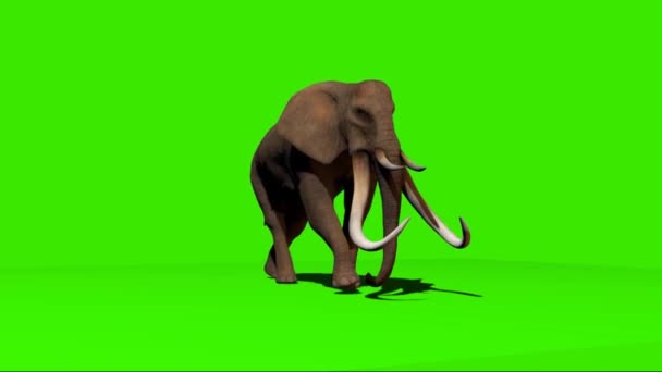 Elephant Walking Groen Scherm — Stockvideo
