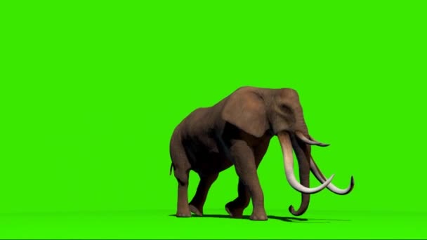 Слон Ходит Зеленому Экрану — стоковое видео