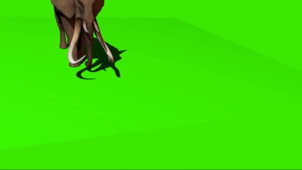 Elephant Walking Green Screen — Stock Video