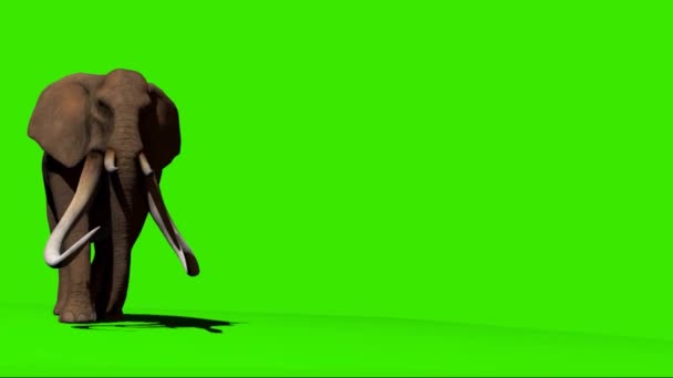 Elephant Walking Green Screen — Stock Video