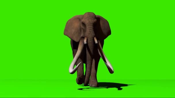 Elefante Andando Tela Verde — Vídeo de Stock