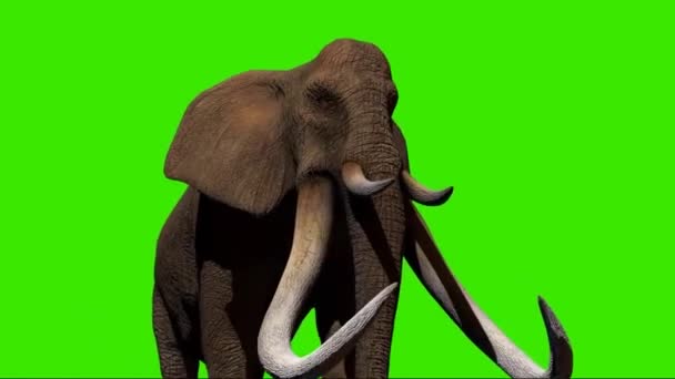 Elefante Caminando Pantalla Verde — Vídeo de stock