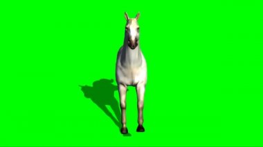 Yeşil Ekranda Çalışan At