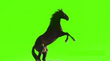 At Yeşil Ekranda Duruyor