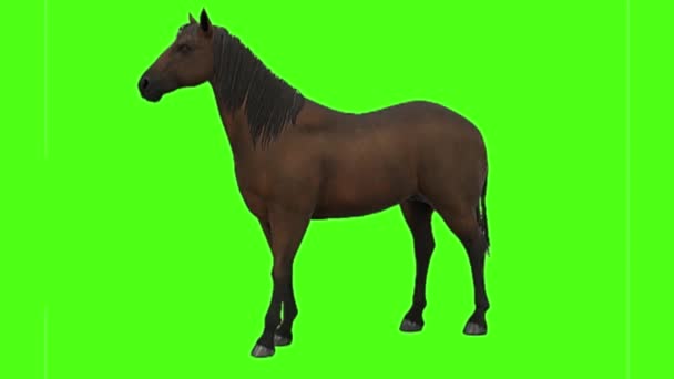 Kůň Hledající Zelené Obrazovce — Stock video