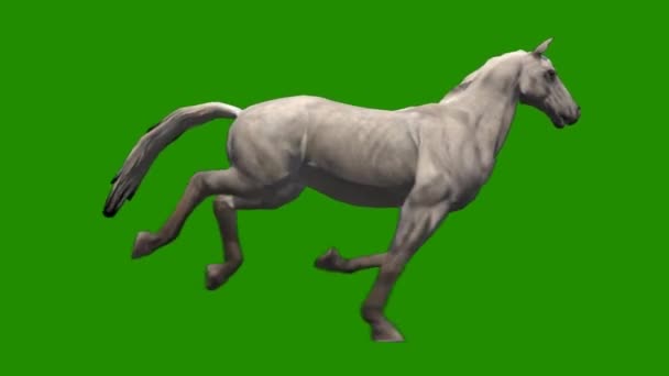 緑の画面上で実行される馬 — ストック動画