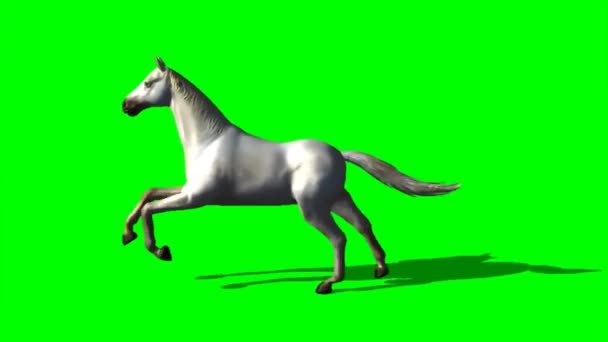 Caballo Corriendo Pantalla Verde — Vídeos de Stock