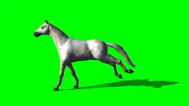 Caballo Corriendo Pantalla Verde — Vídeos de Stock