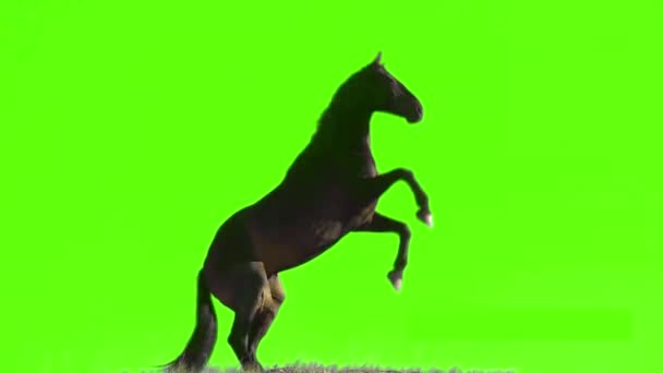 Caballo Parado Pantalla Verde — Vídeos de Stock