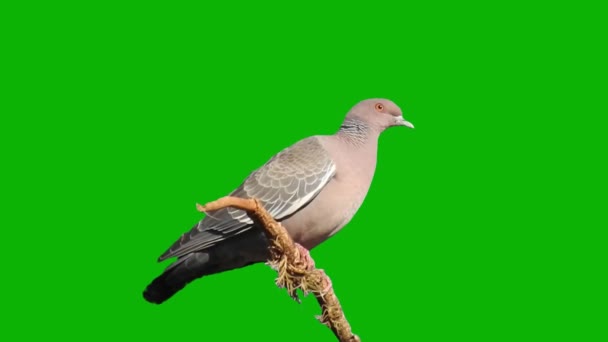 Pigeon Looking Green Screen — Stock Video