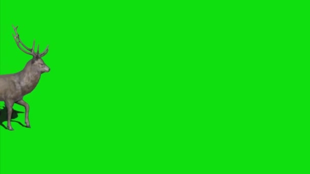Бак Оленя Зеленому Екрані — стокове відео