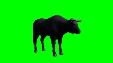 Boğa Yeşil Ekrana Bakıyor