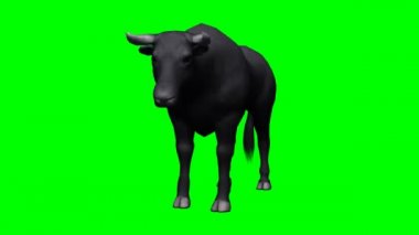 Boğa Yeşil Ekrana Bakıyor