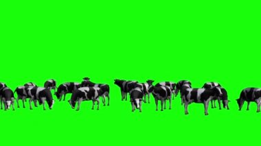 İneklerin Sürüsü Yeşil Ekranda otluyor