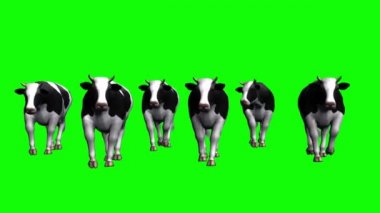 Yeşil Ekranda Yürüyen İnekler Sürüsü