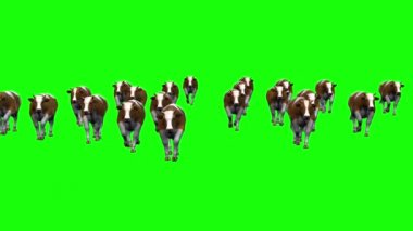 Yeşil Ekranda Yürüyen İnekler Sürüsü