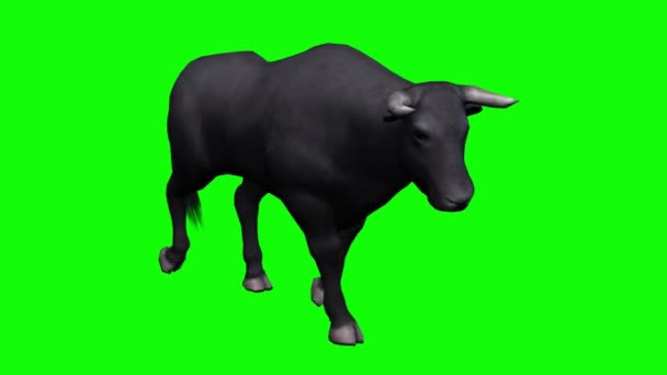 Bull Walking Tela Verde — Vídeo de Stock