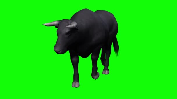 Bull Walking Green Screen — Stock Video