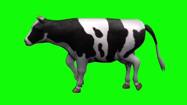 Vache Marchant Sur Écran Vert — Video