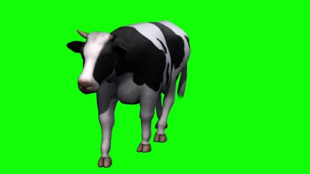 Kuh Läuft Auf Green Screen — Stockvideo