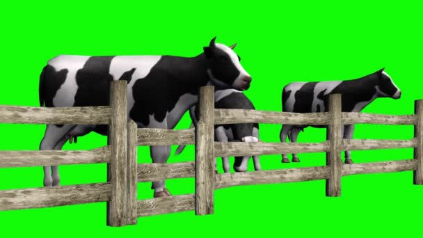 Kühe Grasen Zaun Auf Green Screen — Stockvideo