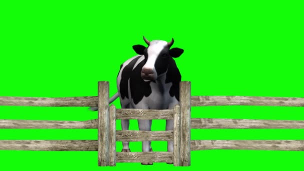 Koeien Grazen Bij Hekken Groen Scherm — Stockvideo
