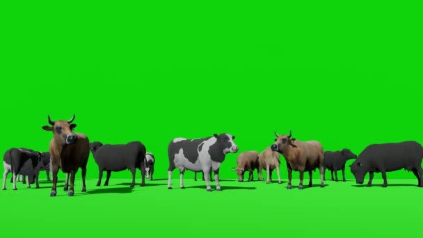 Cows Herd Grazing Green Screen — Stock Video