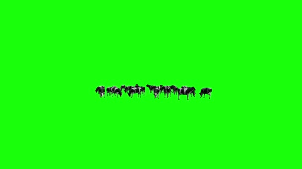 Cows Herd Grazing Green Screen — Stock Video