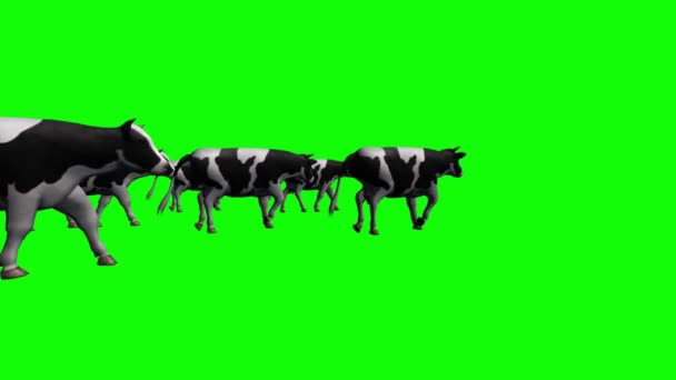 Koeien Herd Wandelen Groen Scherm — Stockvideo