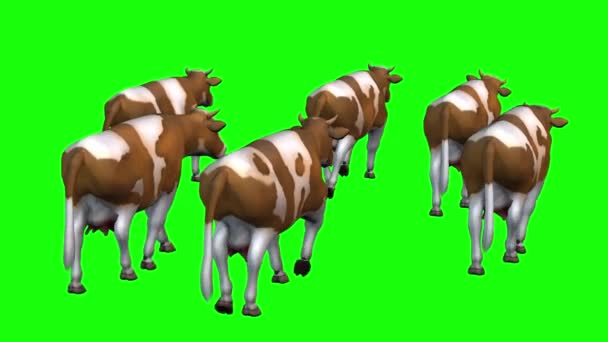 Cows Herd Walking Green Screen — Stock Video