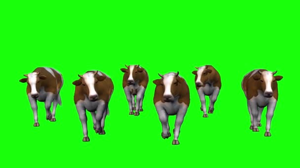 Αγελάδες Αγελάδες Περπατώντας Πράσινη Οθόνη — Αρχείο Βίντεο