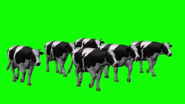 Manada Vacas Caminhando Tela Verde — Vídeo de Stock