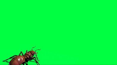Yeşil Ekranda Yürüyen Karınca