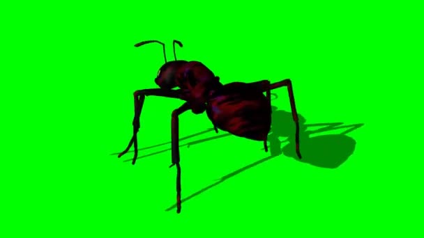 Ant Walking Green Screen — Stock video