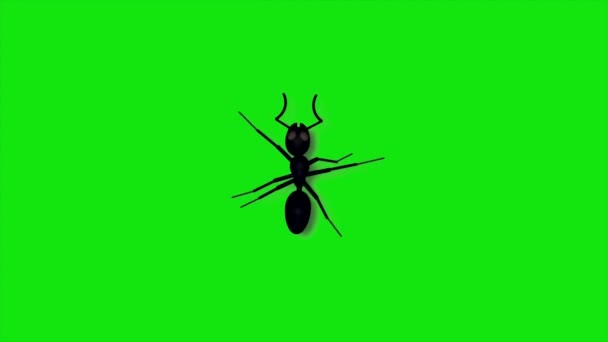 蚂蚁在绿色屏幕上行走 — 图库视频影像