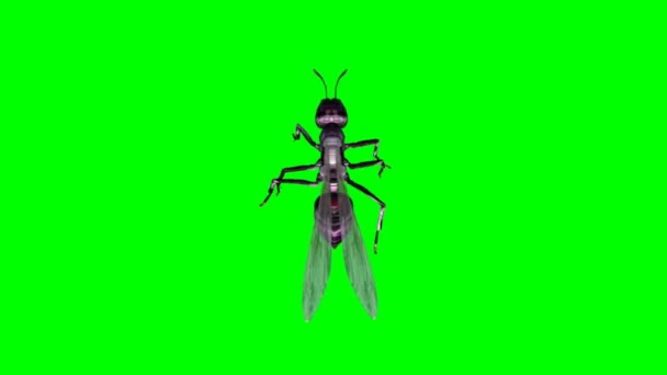 蚂蚁在绿色屏幕上行走 — 图库视频影像
