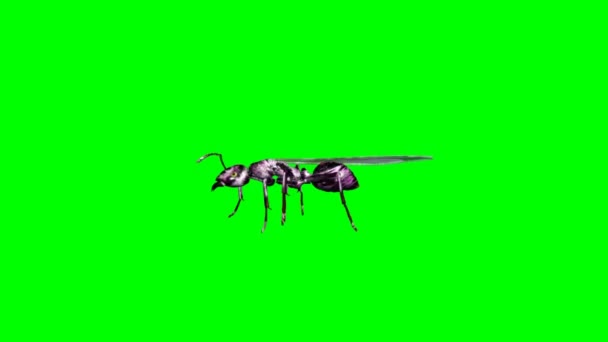 Ant Περπάτημα Πράσινη Οθόνη — Αρχείο Βίντεο