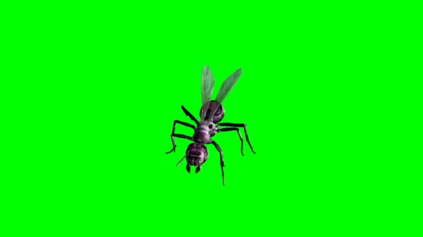 Ant Walking Green Screen — Stock video