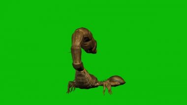 Akrep İğnesi Yeşil Ekran 'da