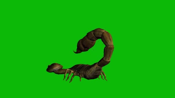 Scorpion Sting Green Screen — стоковое видео