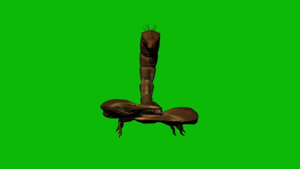 Skorpion Żądli Zielonym Ekranie — Wideo stockowe