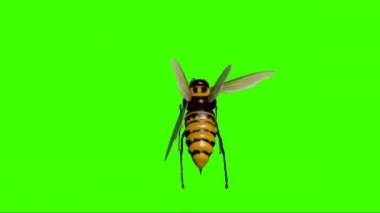 Yeşil Ekranda Uçan Yaban Arısı