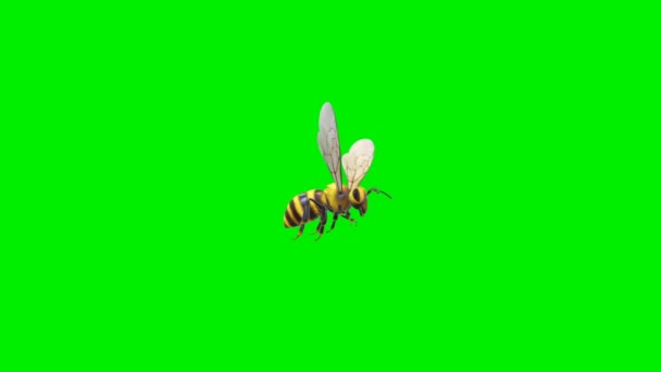 Bee Flying Grön Skärm — Stockvideo